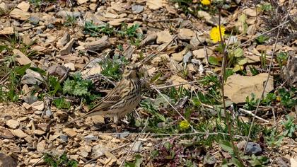 Meadow Pipit