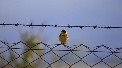 Black-headed Bunting