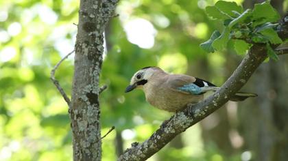 Eurasian Jay