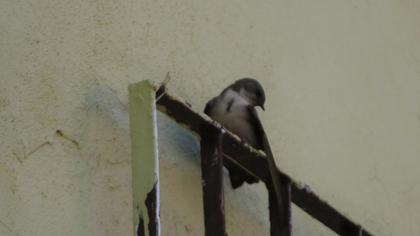 Eurasian Crag Martin