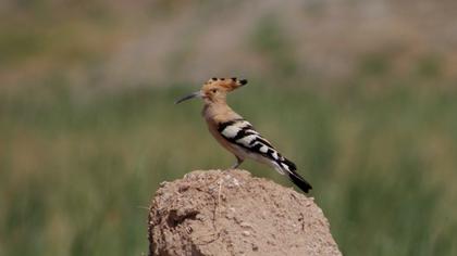 Eurasian Hoopoe