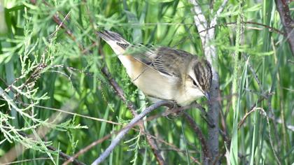 Sedge Warbler