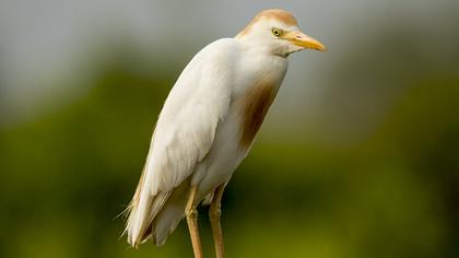 Western Cattle Egret