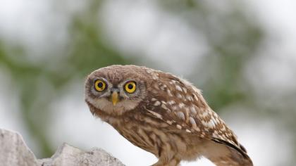 Little Owl
