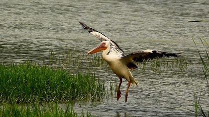 Great White Pelican