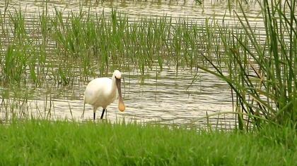 Eurasian Spoonbill