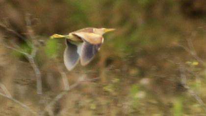 Little Bittern