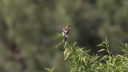 Woodchat Shrike