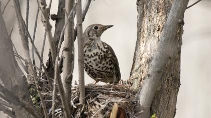 Mistle Thrush
