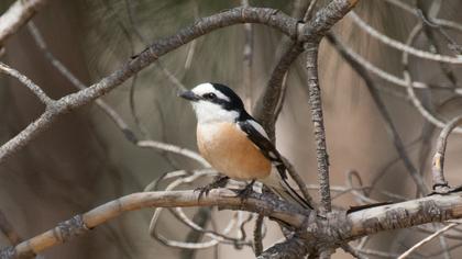 Masked Shrike