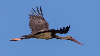 Black Stork