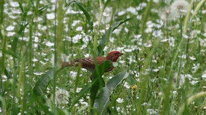 Common Rosefinch
