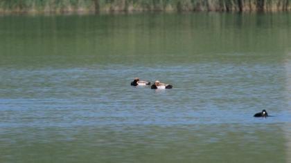 Red-crested Pochard