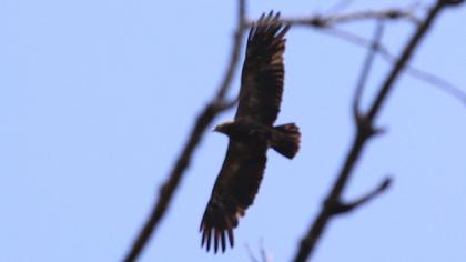 Lesser Spotted Eagle