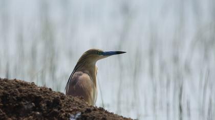 Squacco Heron