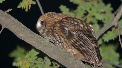 Tawny Owl