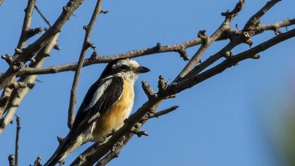 Masked Shrike