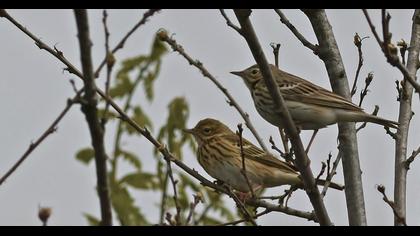 Tree Pipit