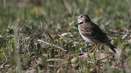 Bimaculated Lark