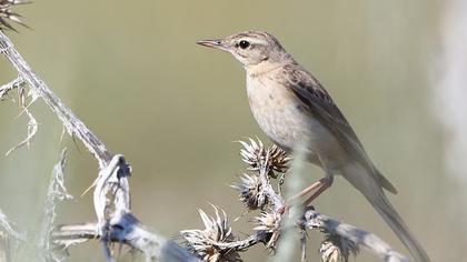 Tawny Pipit