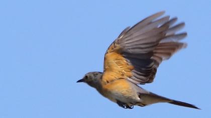 White-throated Robin