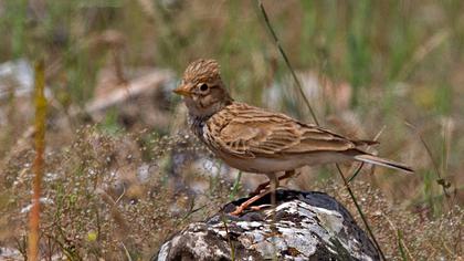 Turkestan Short-toed Lark
