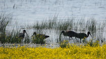 Glossy Ibis