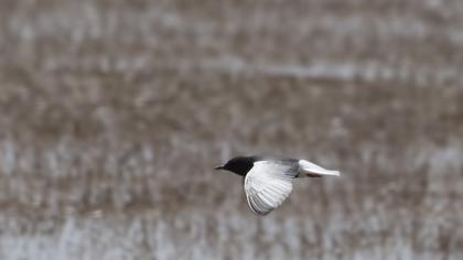White-winged Tern