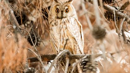 Long-eared Owl