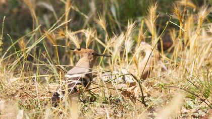 Eurasian Hoopoe