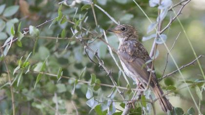European Robin
