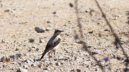 Northern Wheatear