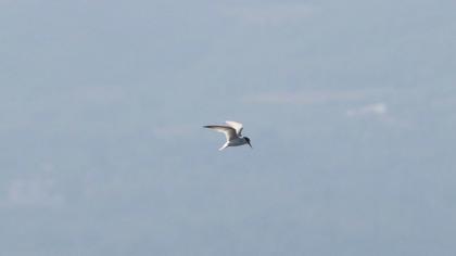 Little Tern