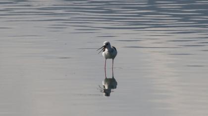 Black-winged Stilt