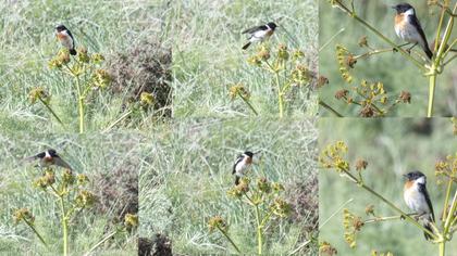 Siberian Stonechat