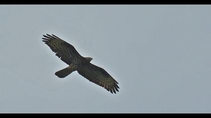 European Honey Buzzard
