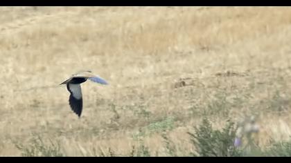 Black-bellied Sandgrouse