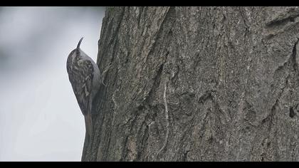 Short-toed Treecreeper