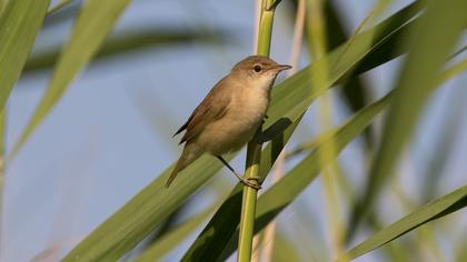 Eurasian Reed Warbler