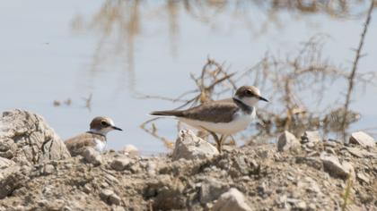 Common Ringed Plover