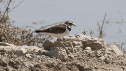 Halkalı küçük cılıbıt