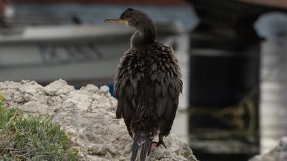 European Shag