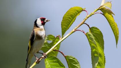 European Goldfinch