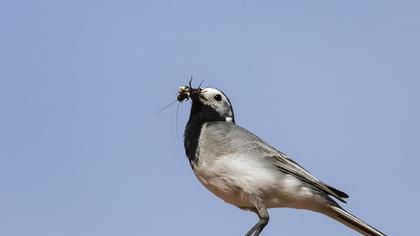 White Wagtail