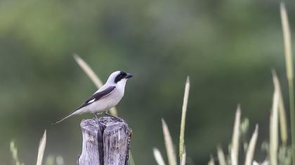 Lesser Grey Shrike