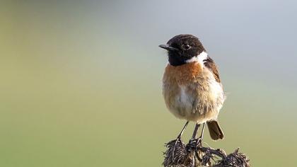 European Stonechat