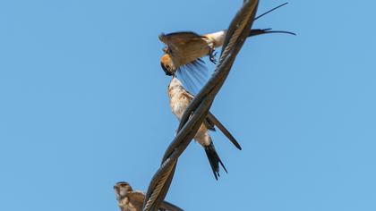Red-rumped Swallow