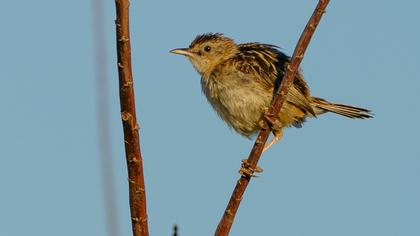 Zitting Cisticola