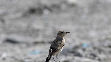 Isabelline Wheatear