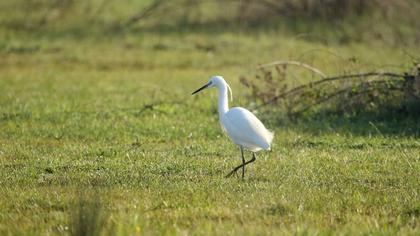 Little Egret